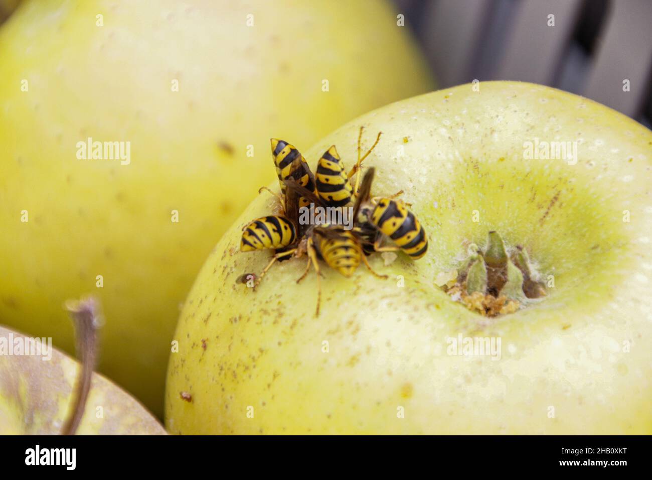 Macro détail des abeilles se nourrissent sur une pomme.Gros plan de Wasp abdomens sur une pomme.Un essaim de blouson jaune mangeait de la pomme rouge sur l'herbe Banque D'Images
