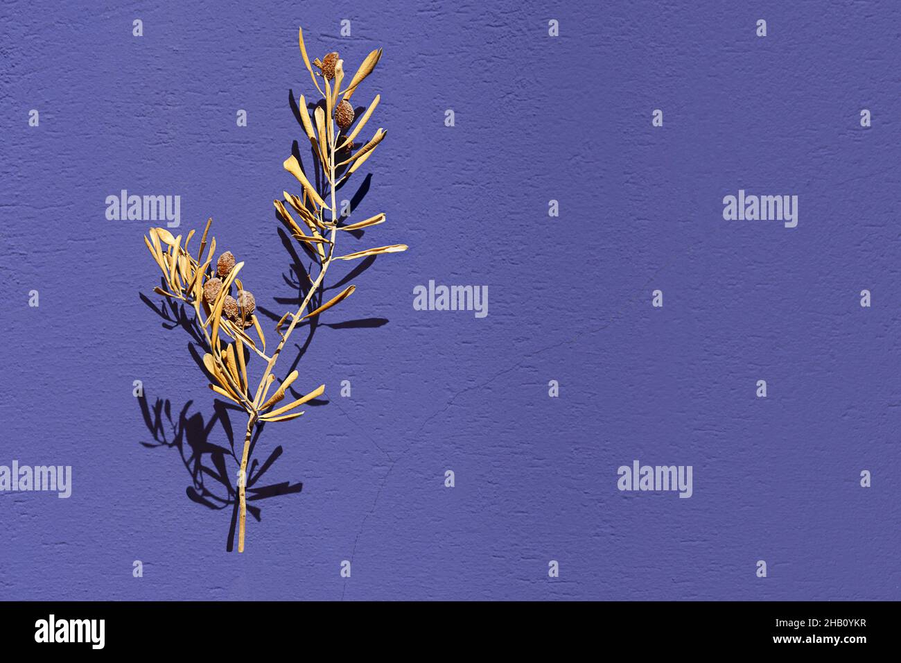 Branche d'olive sèche avec feuilles sèches et olives sèches sur fond violet Banque D'Images