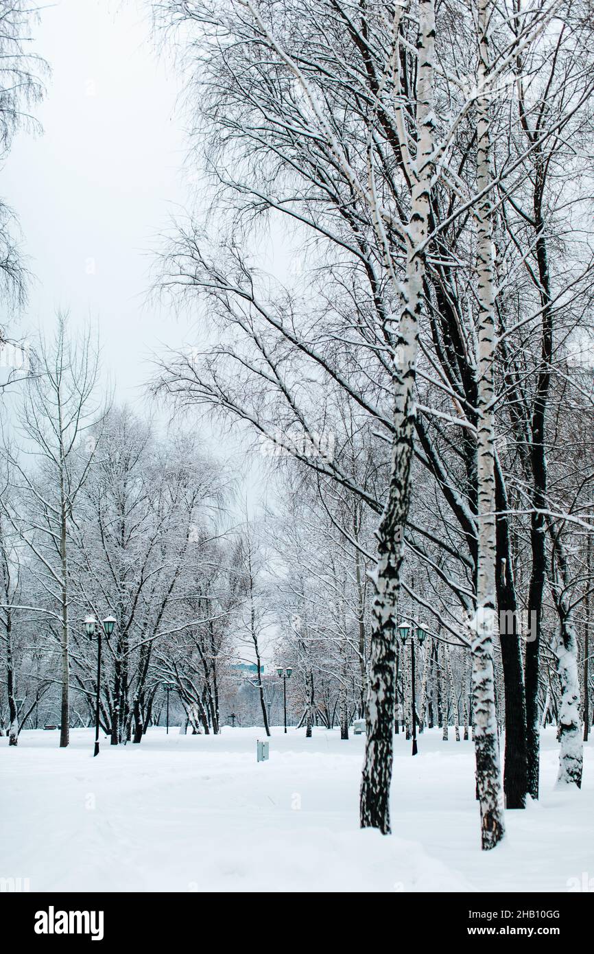Grands bouleaux couverts de neige blanche et douce en forêt russe d'hiver.Saison d'hiver dans la nature Banque D'Images