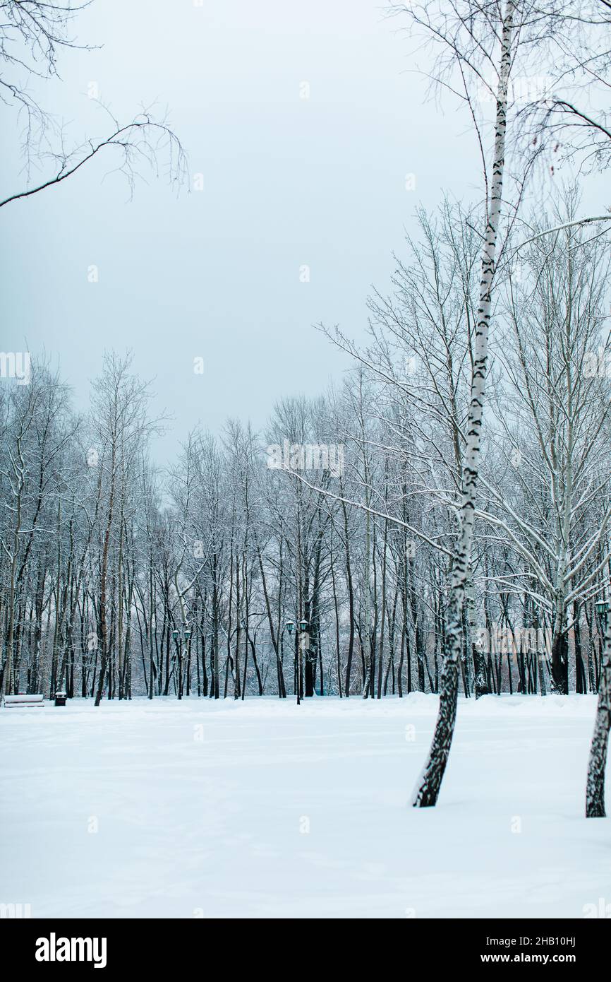 Grands bouleaux couverts de neige blanche et douce en forêt russe d'hiver.Saison d'hiver dans la nature Banque D'Images