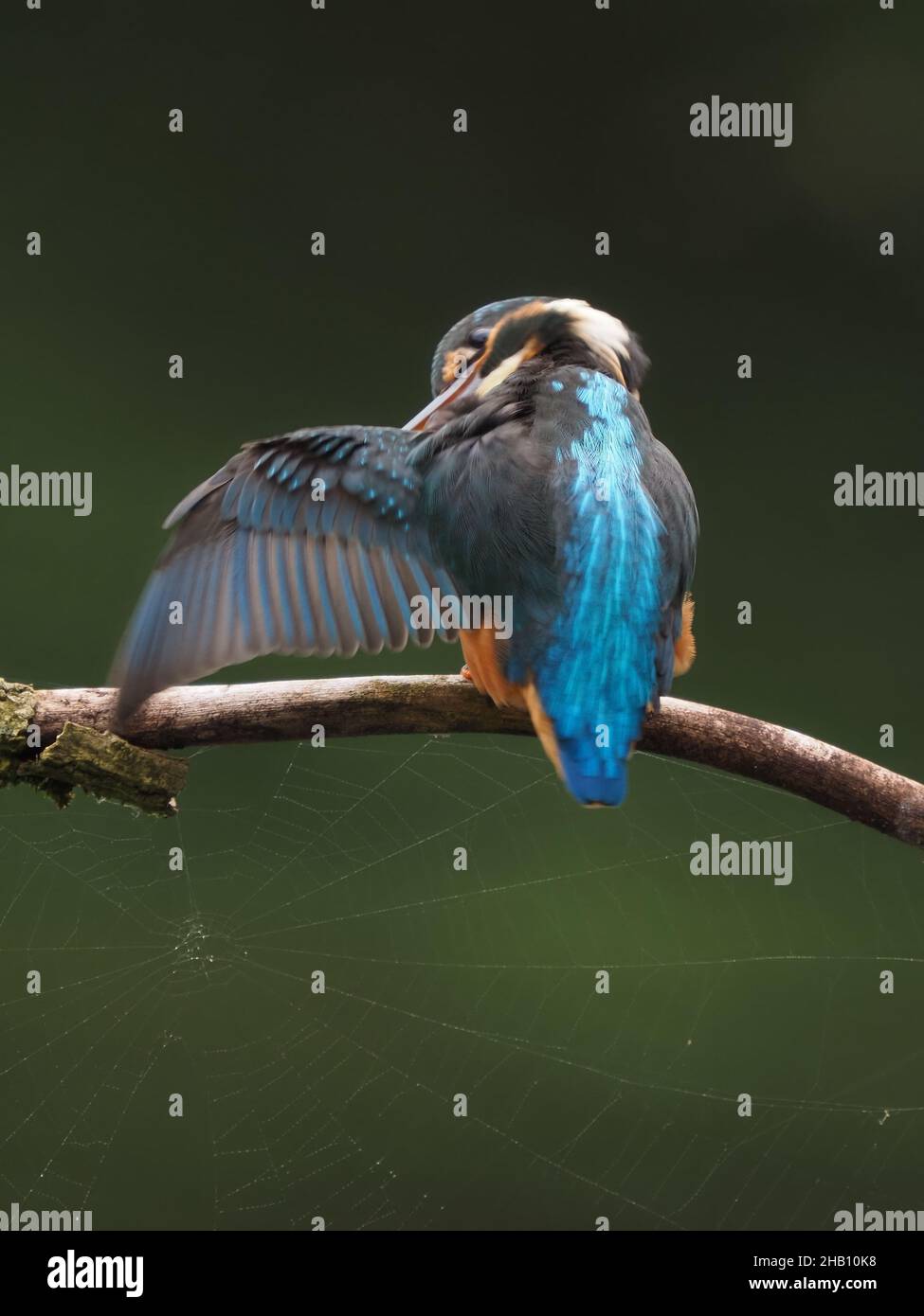 Kingfisher est un oiseau inimitable dans la campagne britannique.Un flash de bleu électrique autour de l'eau est un kingfisher!Ils plongent pour attraper des proies. Banque D'Images