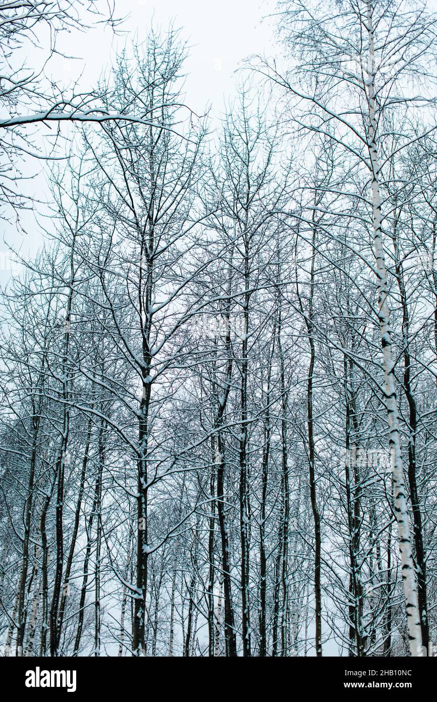 Grands bouleaux couverts de neige blanche et douce dans la forêt russe.Hiver Noël saison dans la nature Banque D'Images