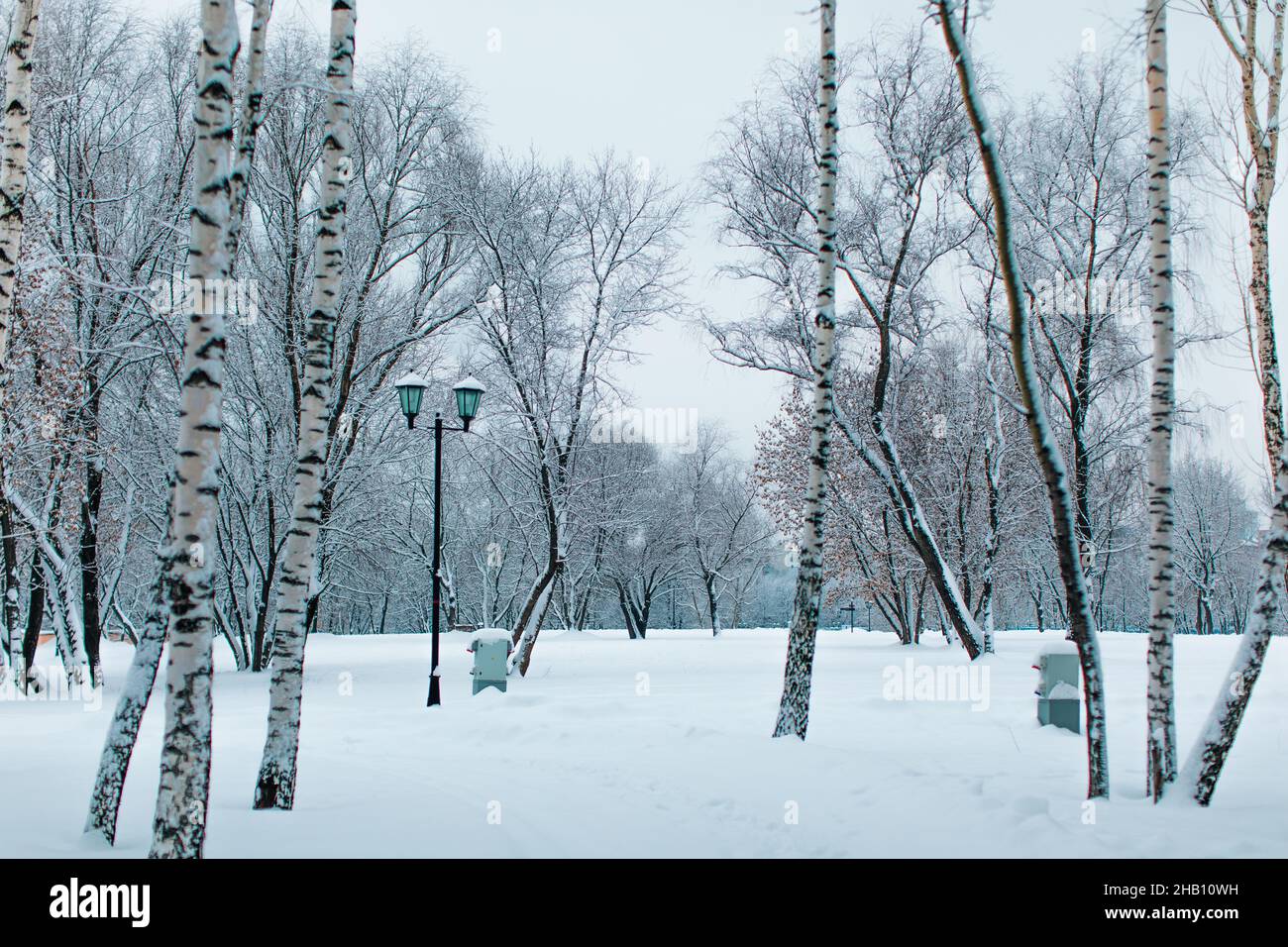 Grands bouleaux couverts de neige blanche et douce dans le parc russe d'hiver.Saison d'hiver dans la nature Banque D'Images