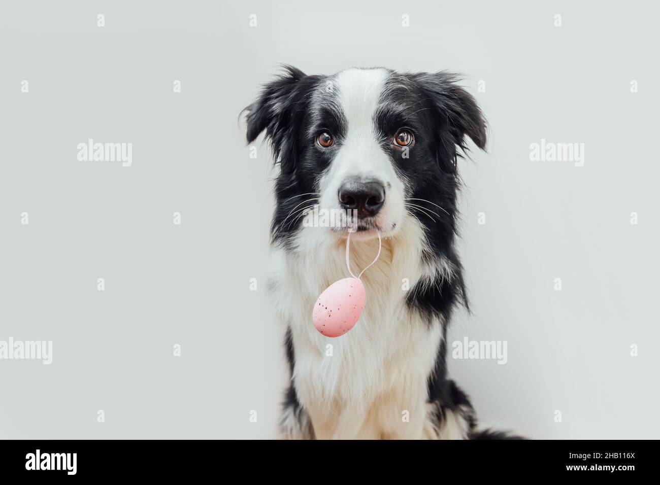 Concept joyeuses Pâques.Préparation pour les vacances.Joli chien bordure collie tenant l'oeuf de Pâques dans la bouche isolée sur fond blanc.Carte de vœux de printemps Banque D'Images