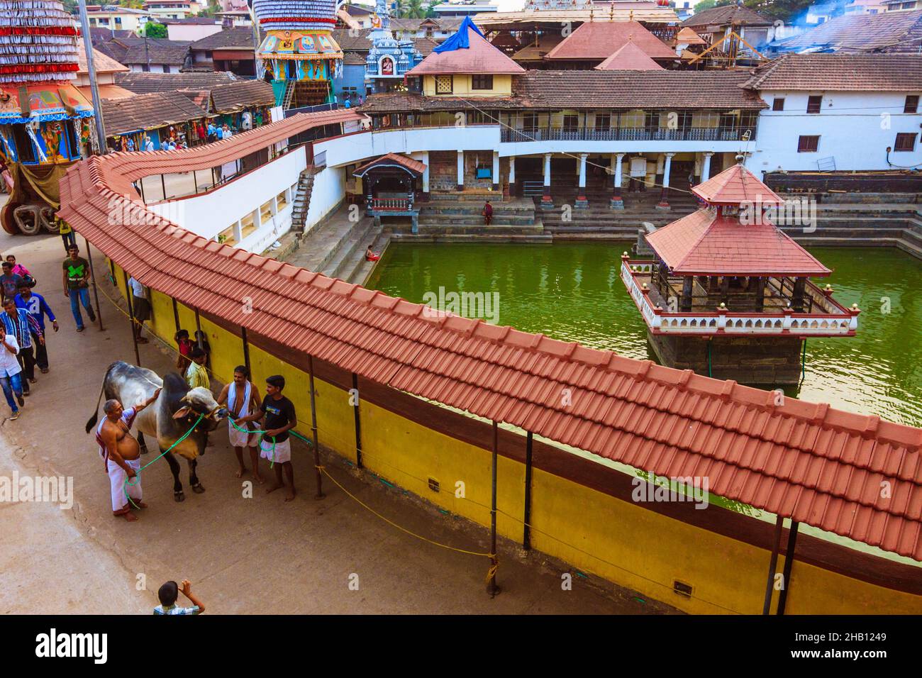 Udupi, Karnataka, Inde : les gens marchent une vache sainte au coucher du soleil autour du réservoir d'eau Madhva Sarovara adjacent au temple Krishna du XIIIe siècle fondé b Banque D'Images