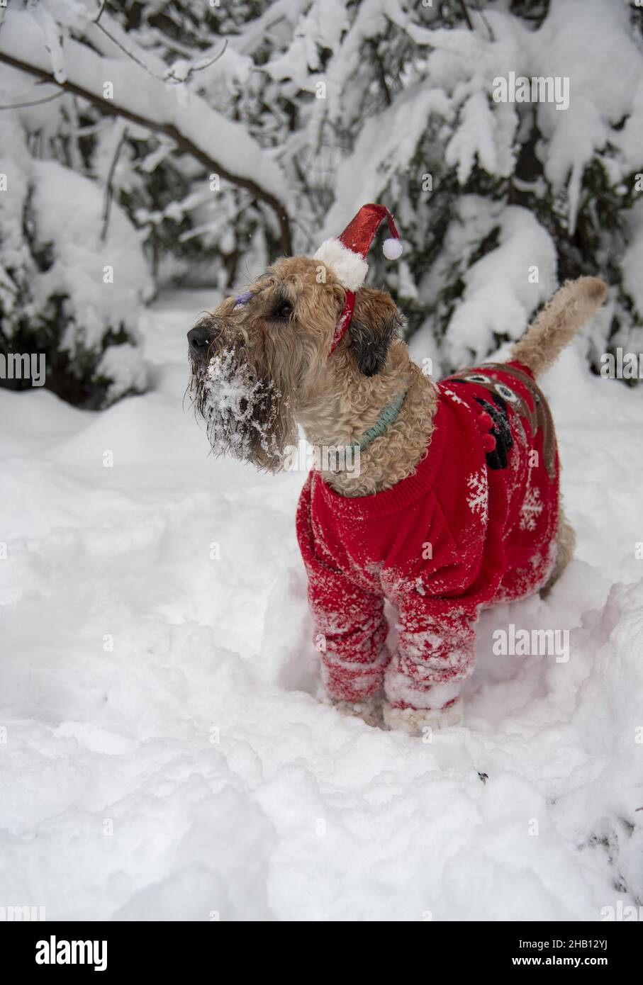 Terrier irlandais à revêtement doux.Un chien rouge moelleux en costume rouge du nouvel an pose dans une forêt enneigée. Banque D'Images