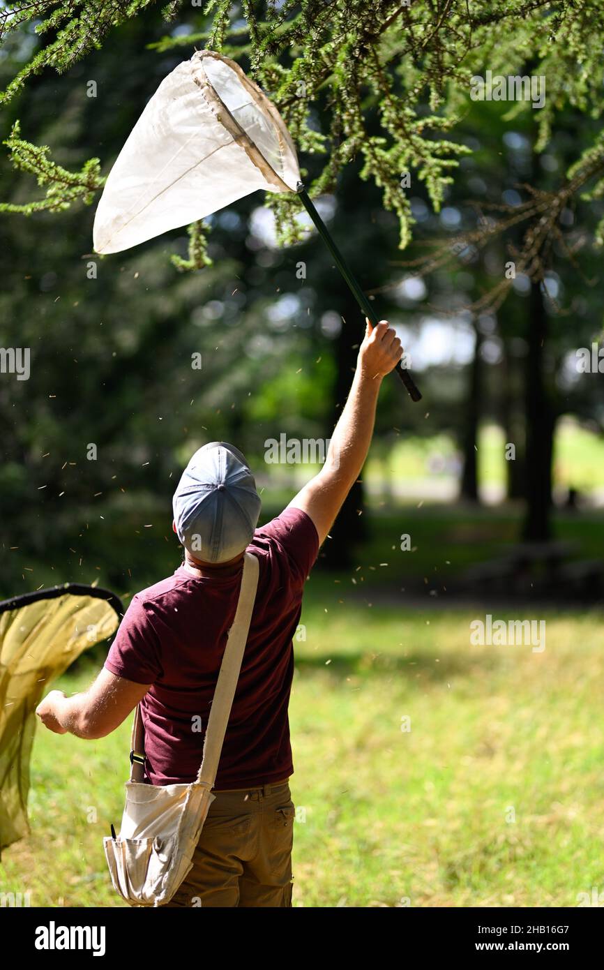Bron et Venissieux, Parc de Parilly (centre-est de la France) : entomologie, homme avec deux filets de papillon dans la sous-croissance Banque D'Images