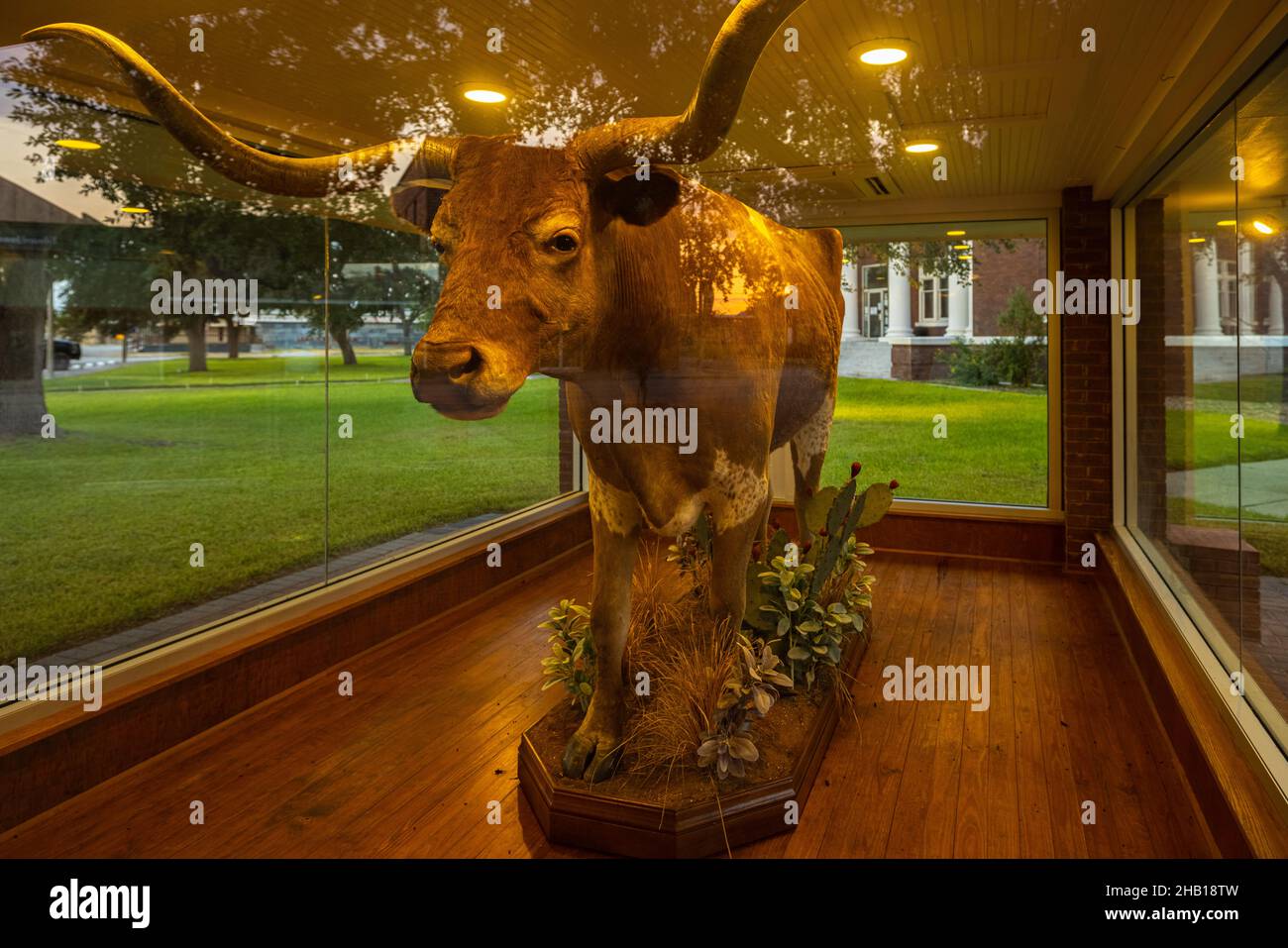 George West, Texas, États-Unis - 11 septembre 2021 : exposition de Geronimo a longhorn Steer Banque D'Images