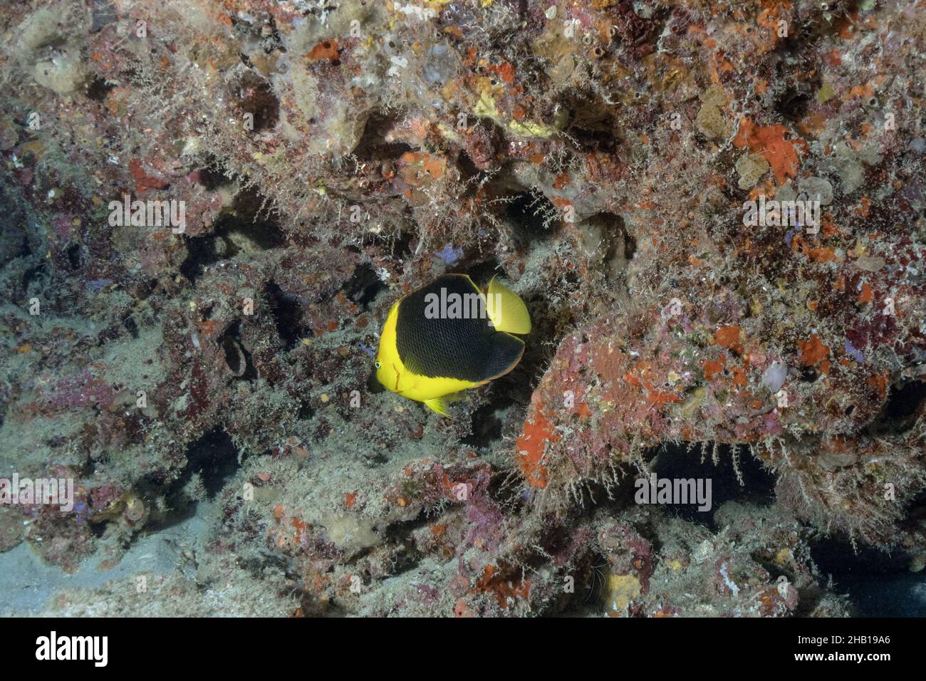 Scène de récif avec beauté de roche Banque D'Images