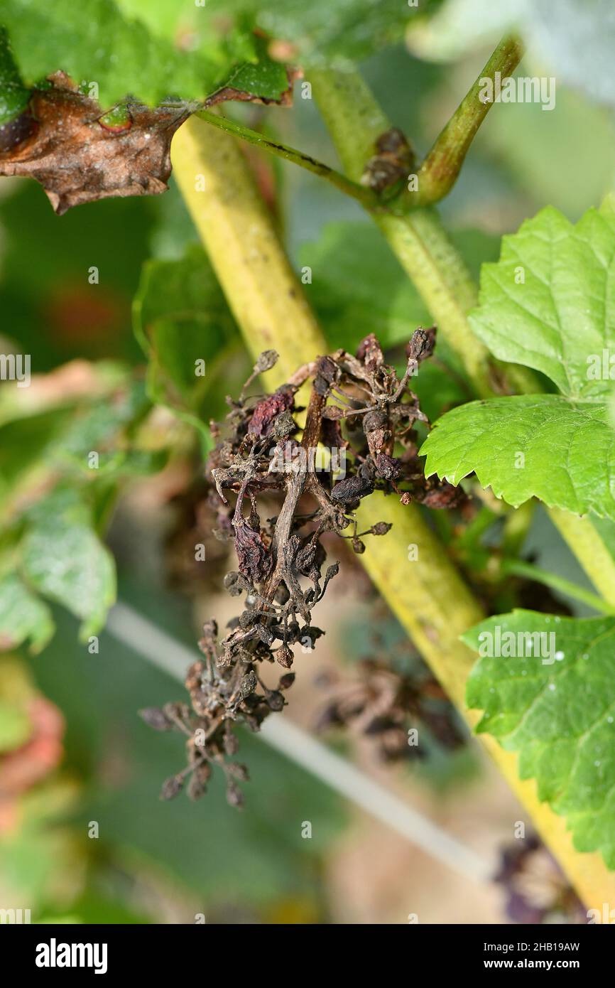 Bouquet de raisins Pinot Noir affectés par le mildiou dans un vignoble de Champagne, le 21 août 2021 Banque D'Images