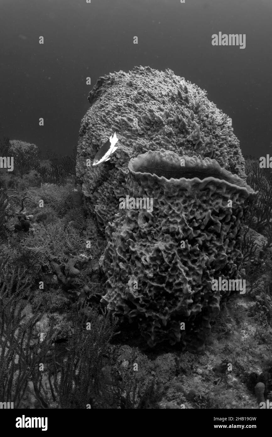 Scène de corail Banque D'Images