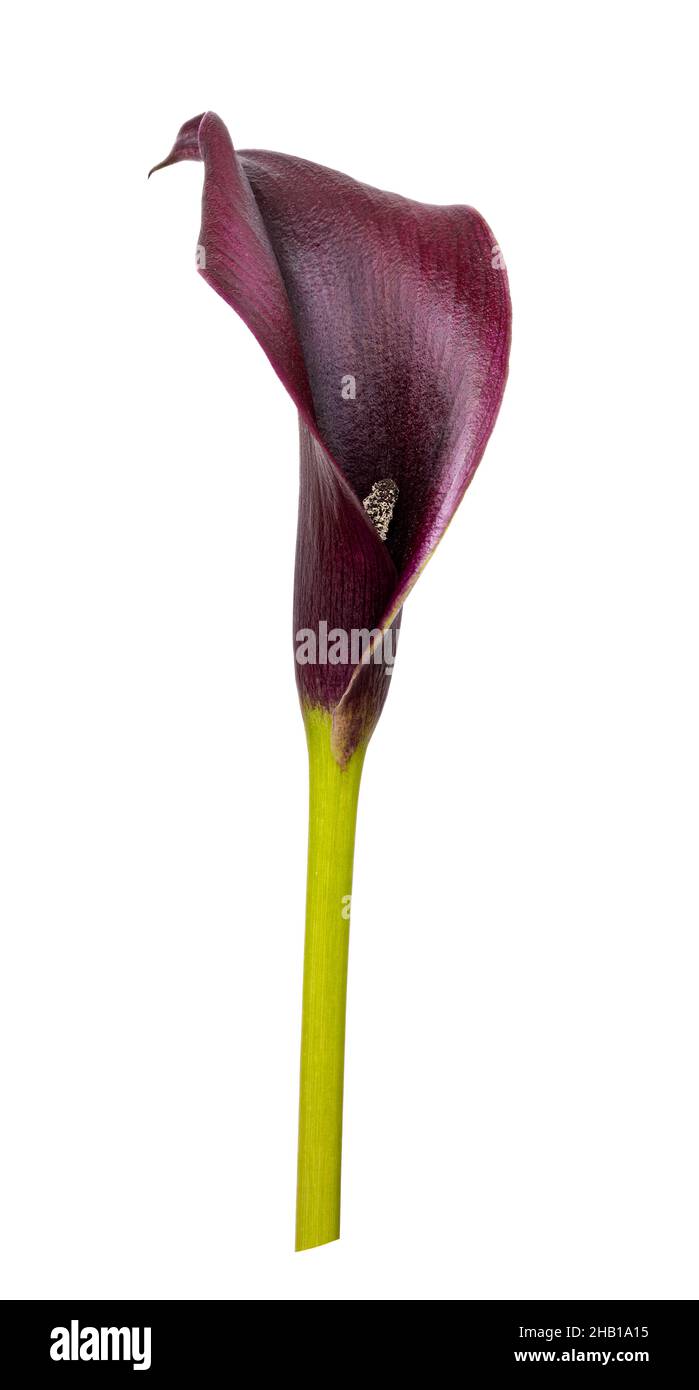 Fleur de cala violette isolée sur fond blanc.Masque Banque D'Images