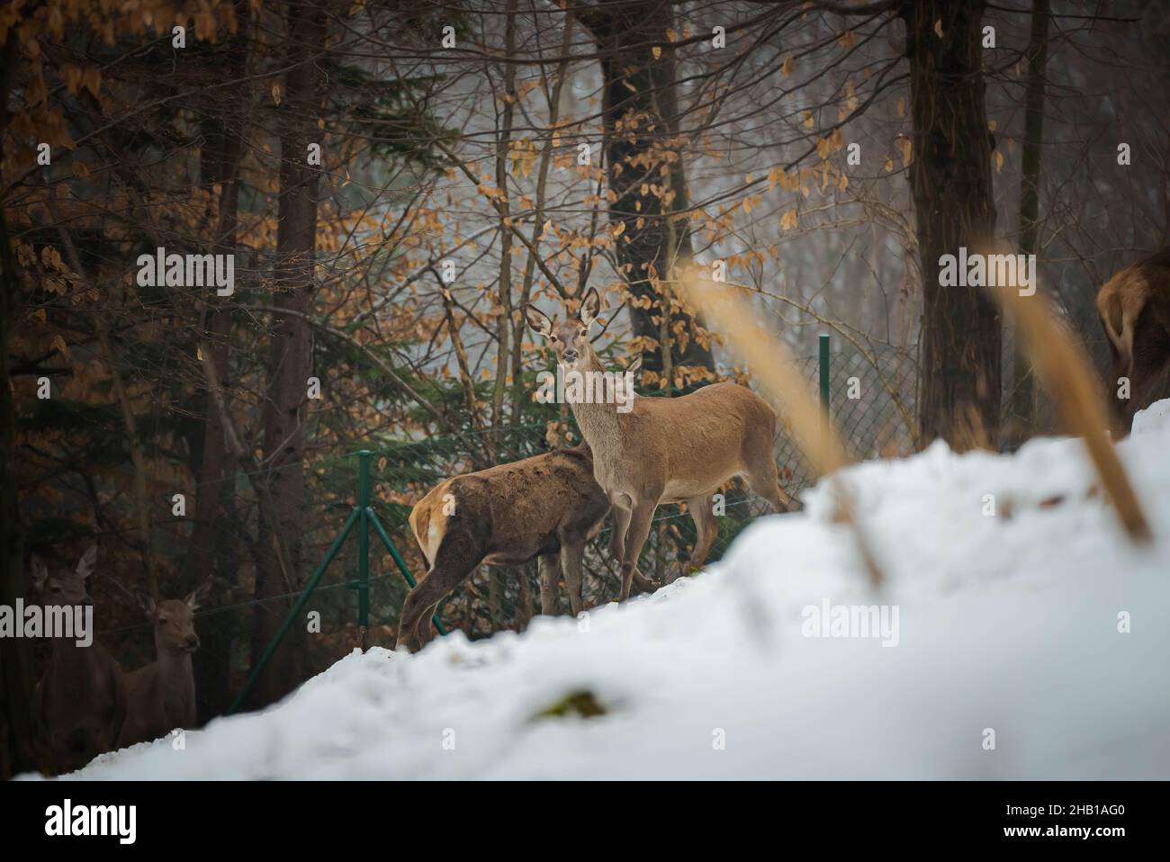 Cerf sauvage dans la nature en hiver dans la neige Banque D'Images