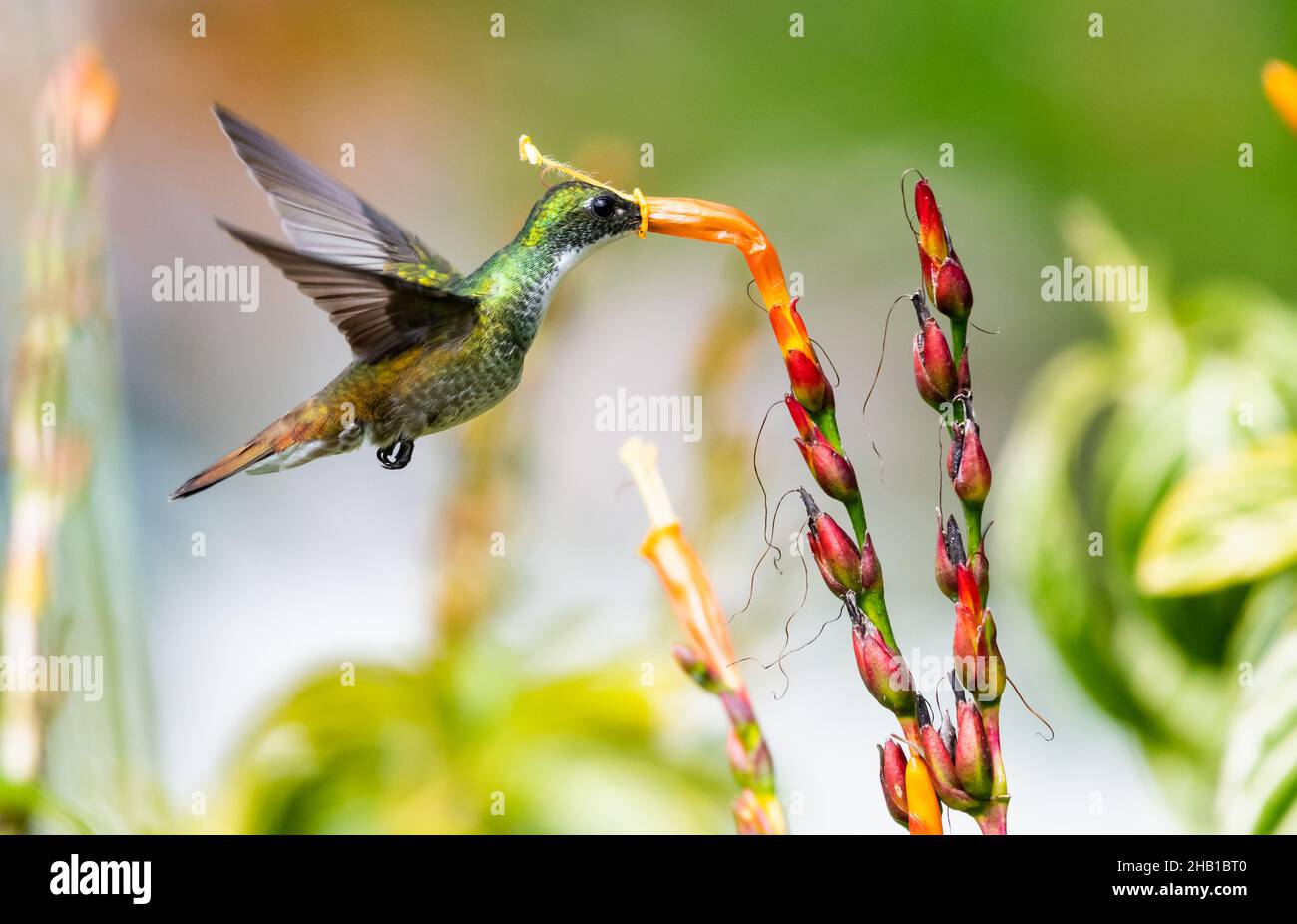 Un colibri d'Émeraude à paillettes blanches, Amazilia brevirostris, se nourrissant d'une fleur de Sanchezia orange en plein soleil naturel. Banque D'Images