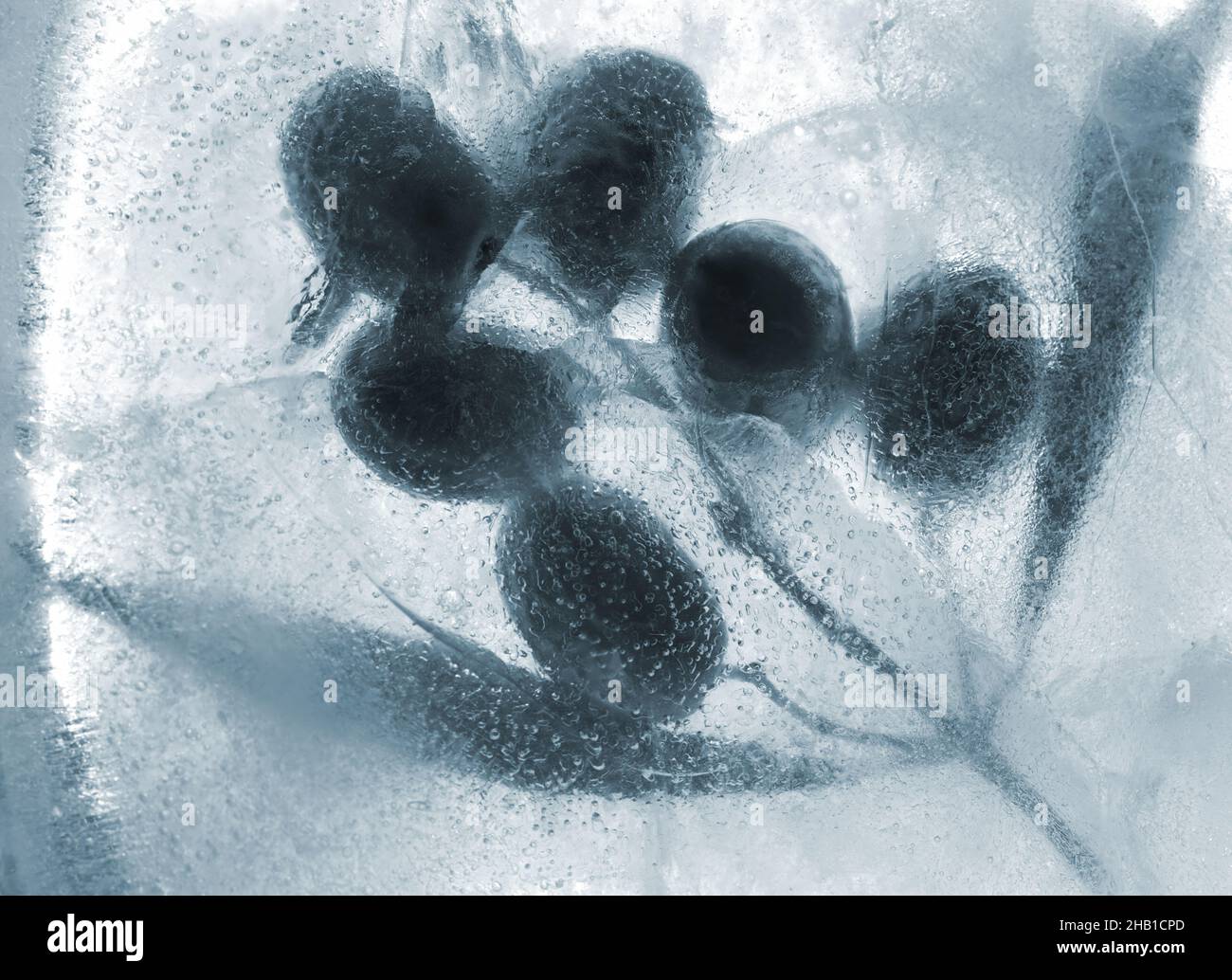 Petite branche d'olive congelée à l'intérieur d'un bloc de glace Banque D'Images