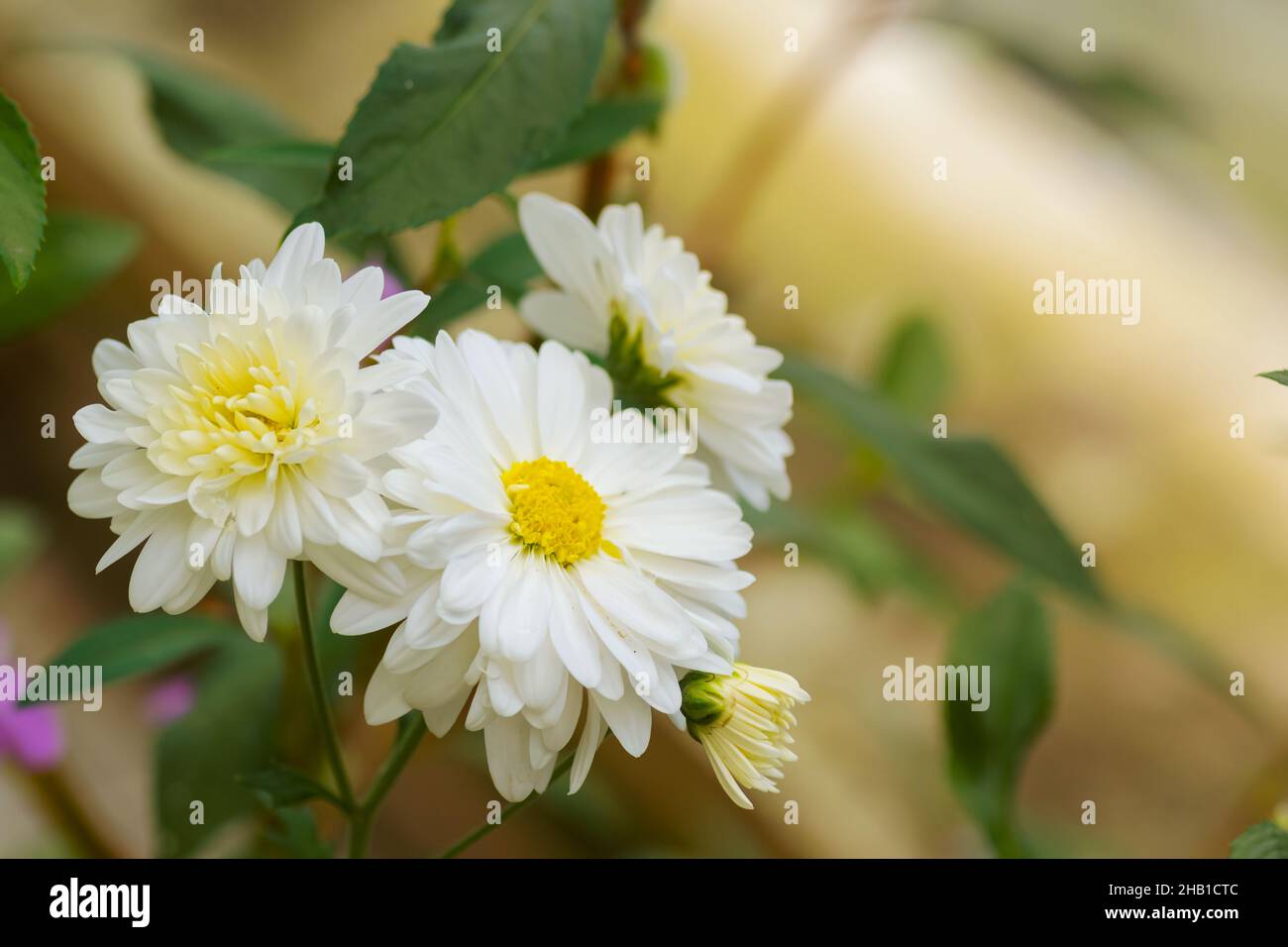 Fleurs de chrysanthème de couleur blanche.Fleurs sélectives utilisées. Banque D'Images