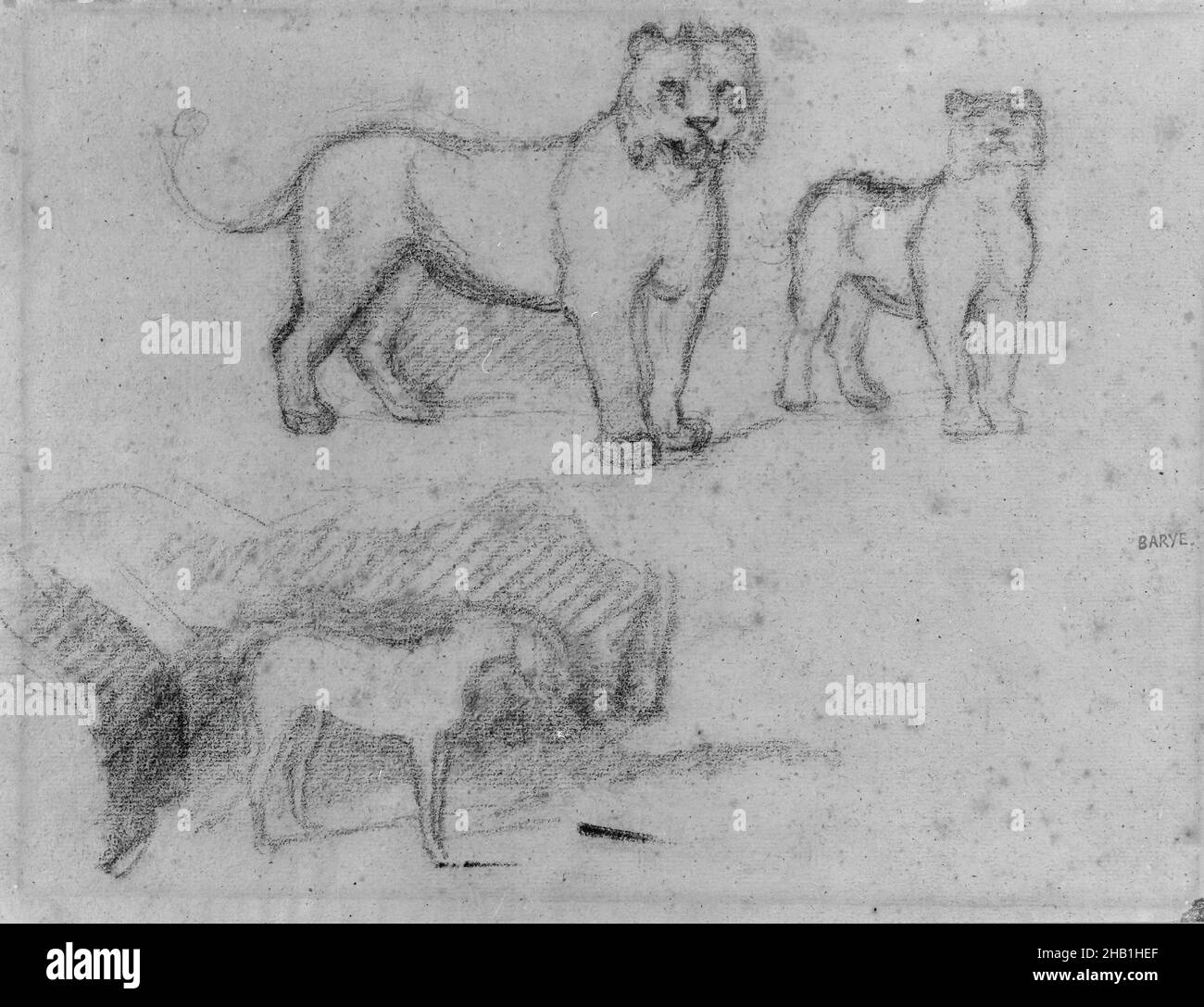 Deux Lionesses debout et un cheval, Antoine-Louis Barye, français, 1795-1875, Graphite sur papier à poser, France, s.d., feuille: 8 5/8 x 11 3/8 po, 21,9 x 28,9 cm, Safari africain, animal, animaux, noir,chat, dessin, équin, félin, sabot,sabots, chevaux, lions, lions, pattes,crayon, ombre, esquisse, queue Banque D'Images