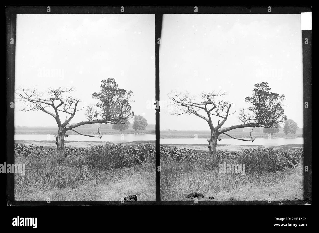 Ryder's Pond, Strome Kill, Old Cedar, West Side of Pond, Brooklyn, Daniel Berry Austin, cuisine américaine, né en 1863,Active 1899-1909, Gelatin Silver Glass Dry plate negative, env.1899-1909, Brooklyn, Brooklyn, New York, paysage,étang, arbres Banque D'Images