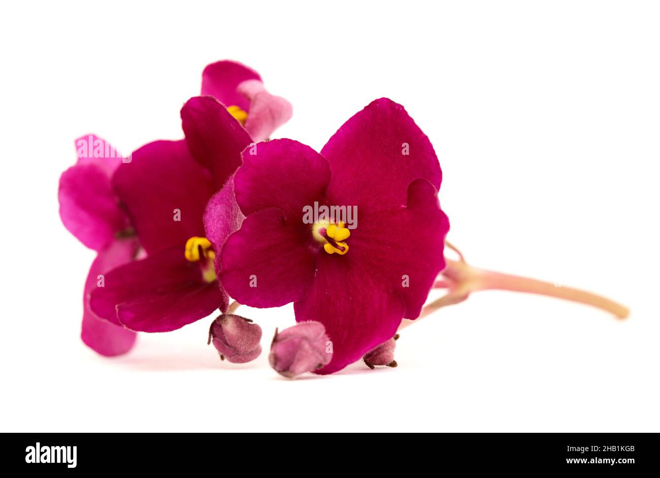 Rouge foncé saintpaulia ou violet africain isolé sur fond blanc Banque D'Images