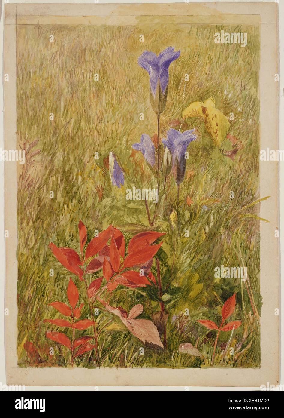 Gentiens à franges, John Henry Hill, cuisine américaine, 1839-1922, aquarelle avec crayon graphite sous-jacent sur papier, env.1867, 10 1/8 x 7 1/8 po., 25,7 x 18,1 cm, 19th Century, américain, dessin, champ,fleurs, fleurs, gentianes à franges, gentianes, graphite,crayon graphite, herbe, paysage, feuilles, naturel,nature, extérieur, crayon, violet, rouge,sous-dessin, aquarelle, fleurs sauvages Banque D'Images