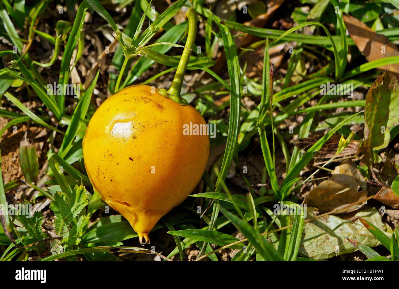 Fruit exotique brésilien, jaune abiu, sur terre (Pouteria caimito) Banque D'Images