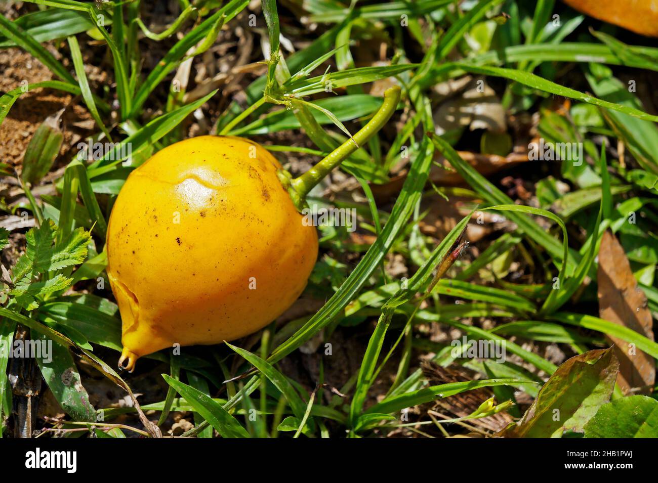 Fruit exotique brésilien, jaune abiu, sur terre (Pouteria caimito) Banque D'Images