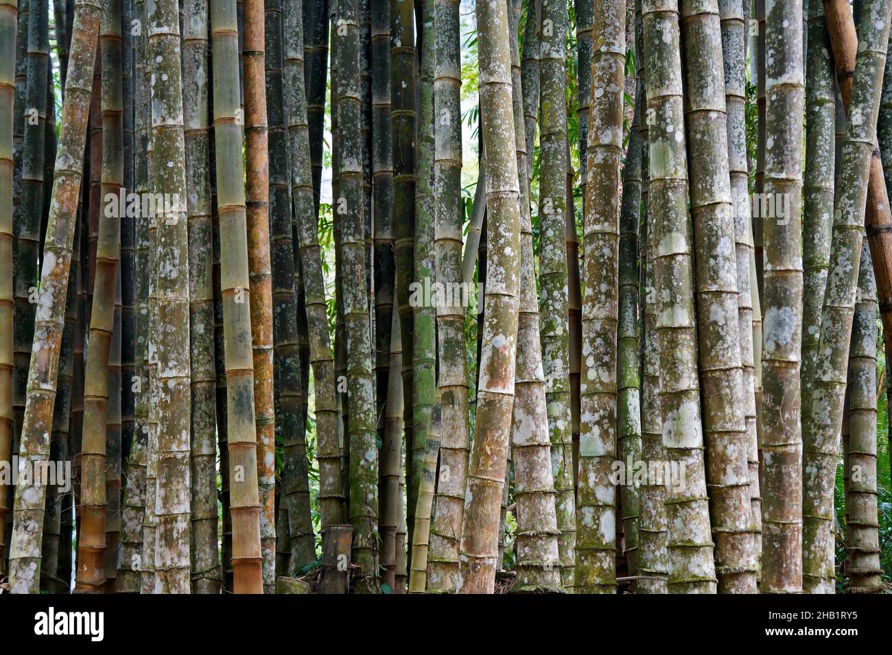 Bambou géant ou bambou dragon (Dendrocalamus giganteus) Banque D'Images