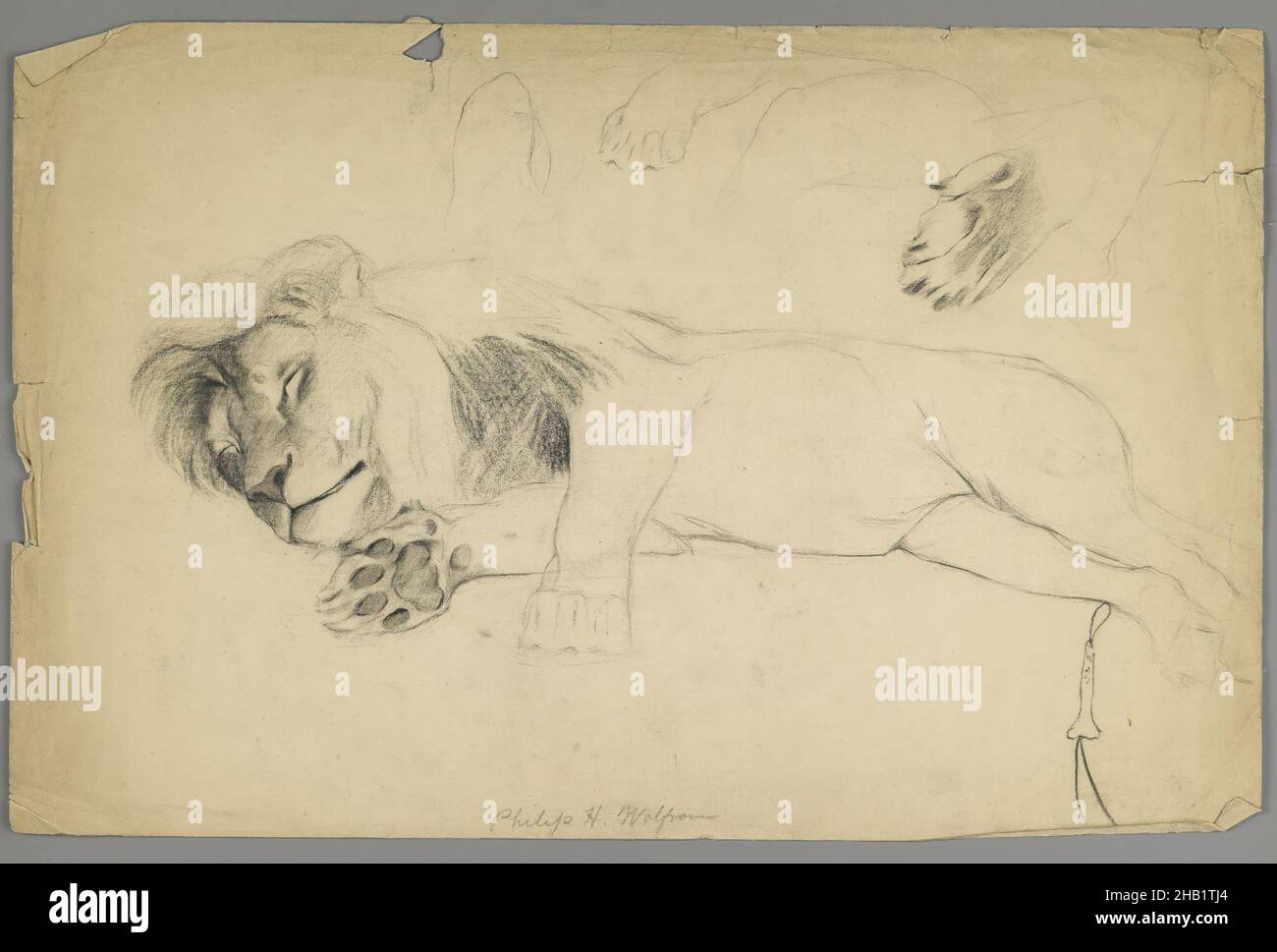 Sleeping Lion, Philip H. Wolfrom, cuisine américaine, 1870-1904, Graphite sur papier,s.d., feuille : 12 13/16 x 19 3/4 po., 32,5 x 50,2 cm Banque D'Images