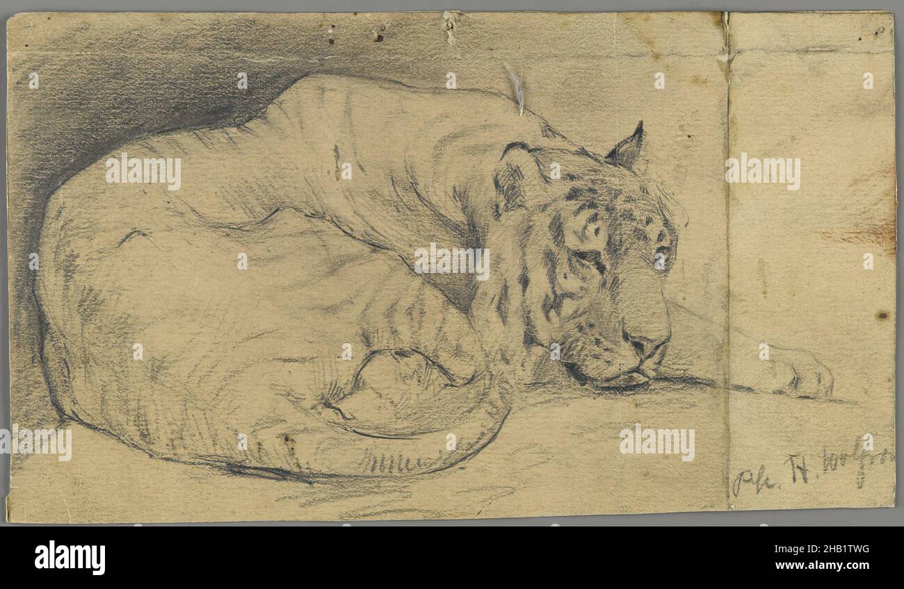 Sleeping Tiger, Philip H. Wolfrom, cuisine américaine, 1870-1904, Graphite sur papier,s.d., feuille : 3 7/8 x 6 3/4 po., 9,8 x 17,1 cm Banque D'Images