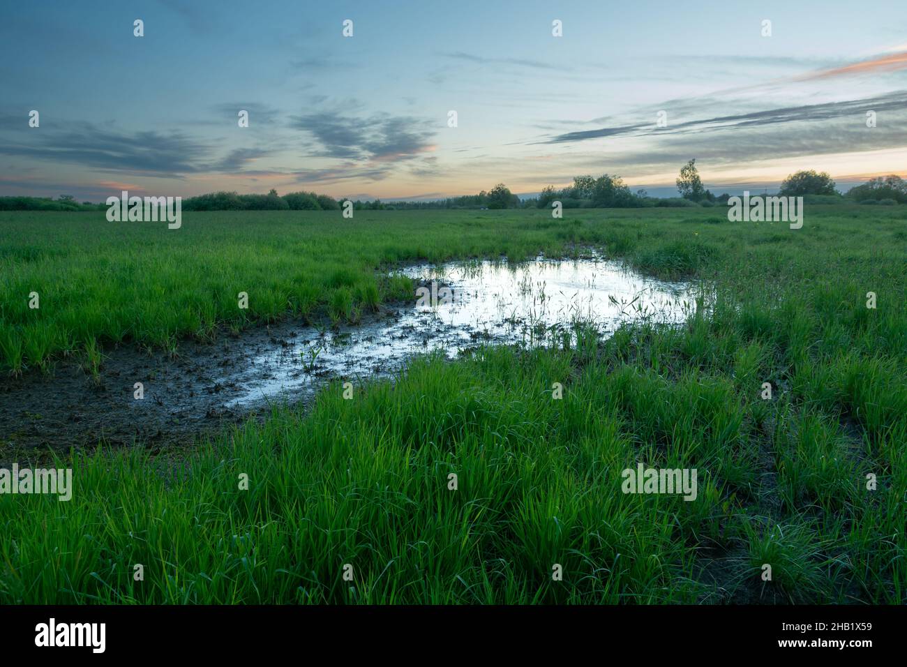 Marais sur prairie verte et nuages du soir, Nowiny, Lubelskie, Pologne Banque D'Images