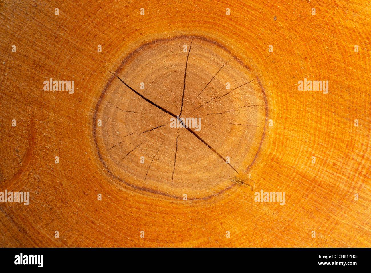 Coupe transversale arrondie d'un tronc d'arbre, anneaux d'arbre, arrière-plan Banque D'Images