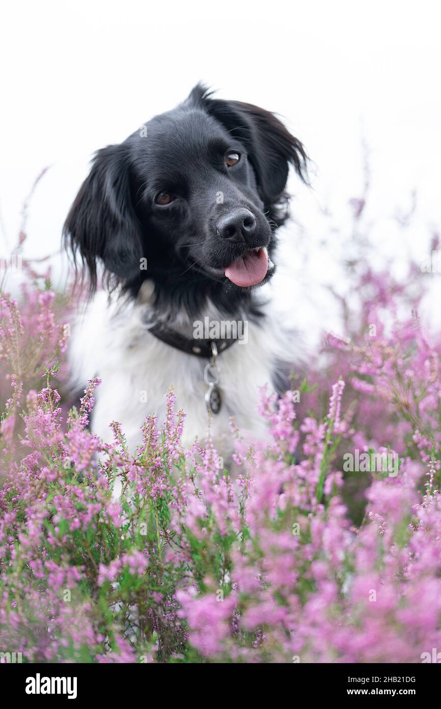 Un Stabyhoun ou un chien de pointage frison assis dans un champ de bruyère en fleur Banque D'Images