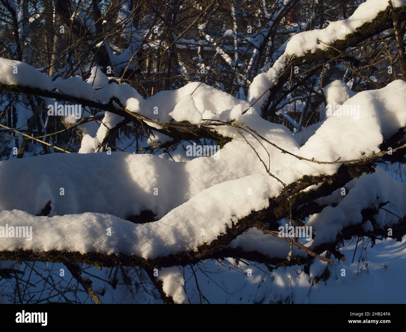 Branches courbées d'arbres de jardin couvertes de neige et illuminées par le soleil d'hiver dans un vieux jardin. Banque D'Images