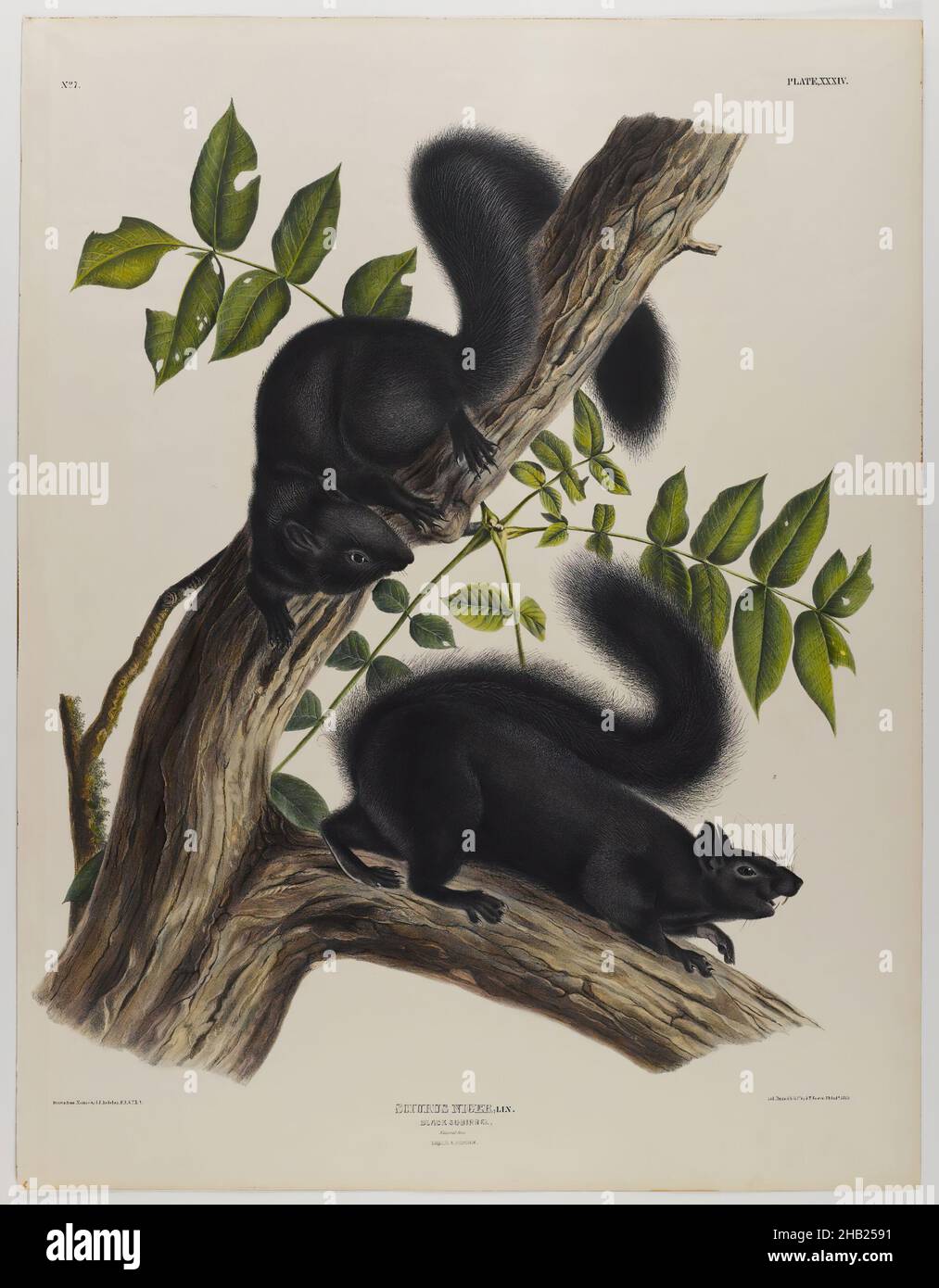 Black Squirrel, John James Audubon, américain, né en Haïti, 1785-1851,Lithographie, 27 x 21 po., 68,6 x 53,3 cm, frêne, faune, flore, mammifères,étude de la nature, rongeurs Banque D'Images