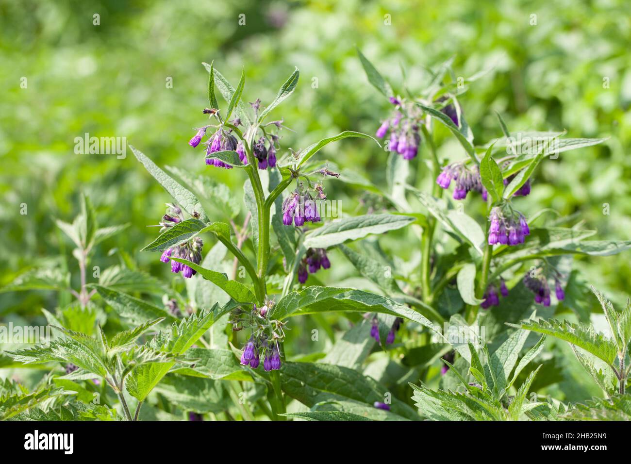 Comfrey, Symphytum officinale L, frais, extérieur, entier,pré, plante, feuille, avant, entre,Recueillir, fond, Symphytum, entier, plante médicinale, Banque D'Images