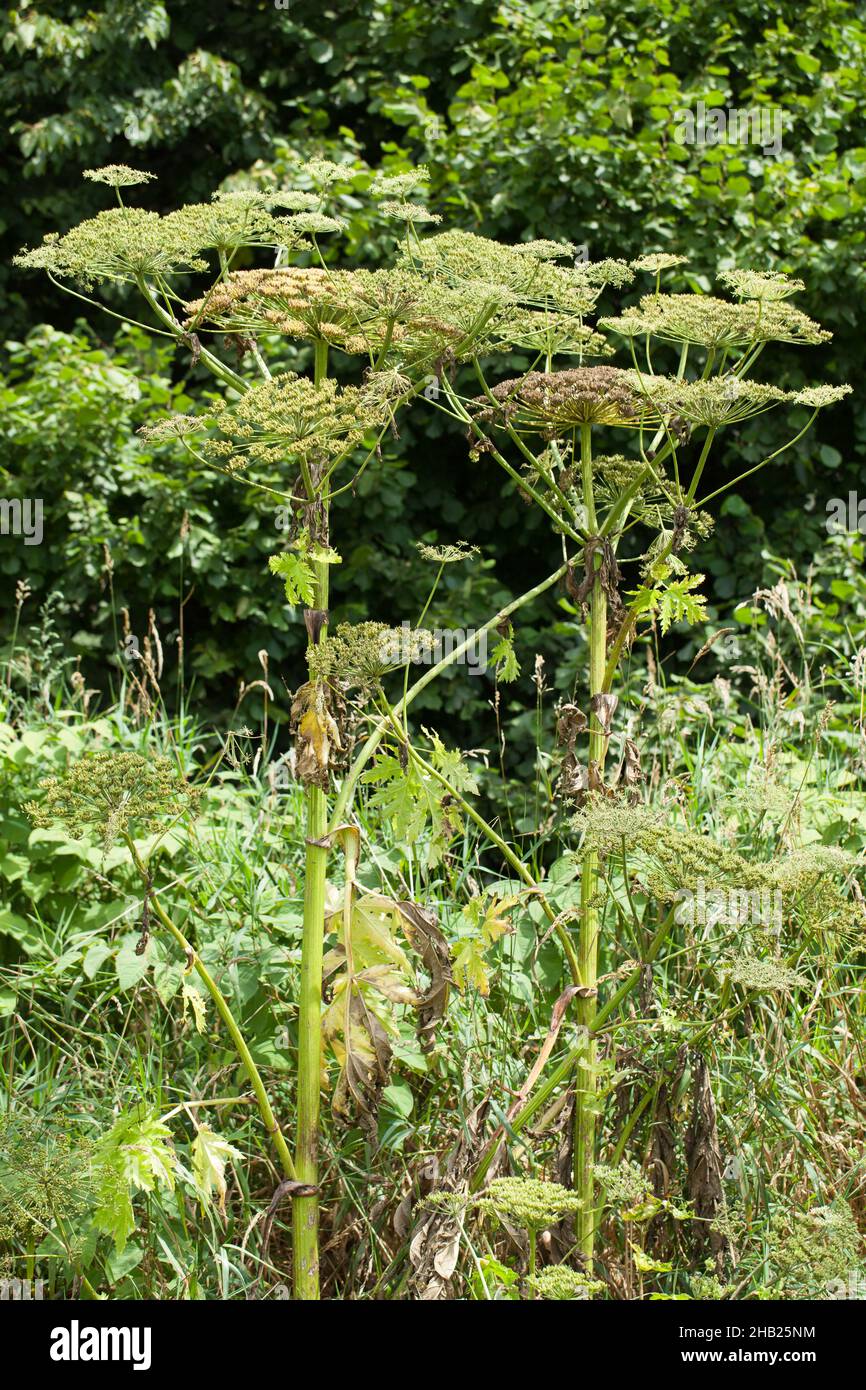 Hogweed géant, entier, Heracleum mantegazzianum, nature, fleur,tous, côtés, herbe à herbe, prairie, multiple,cône, vert, vert, forme, plante,fleurs, cône Banque D'Images
