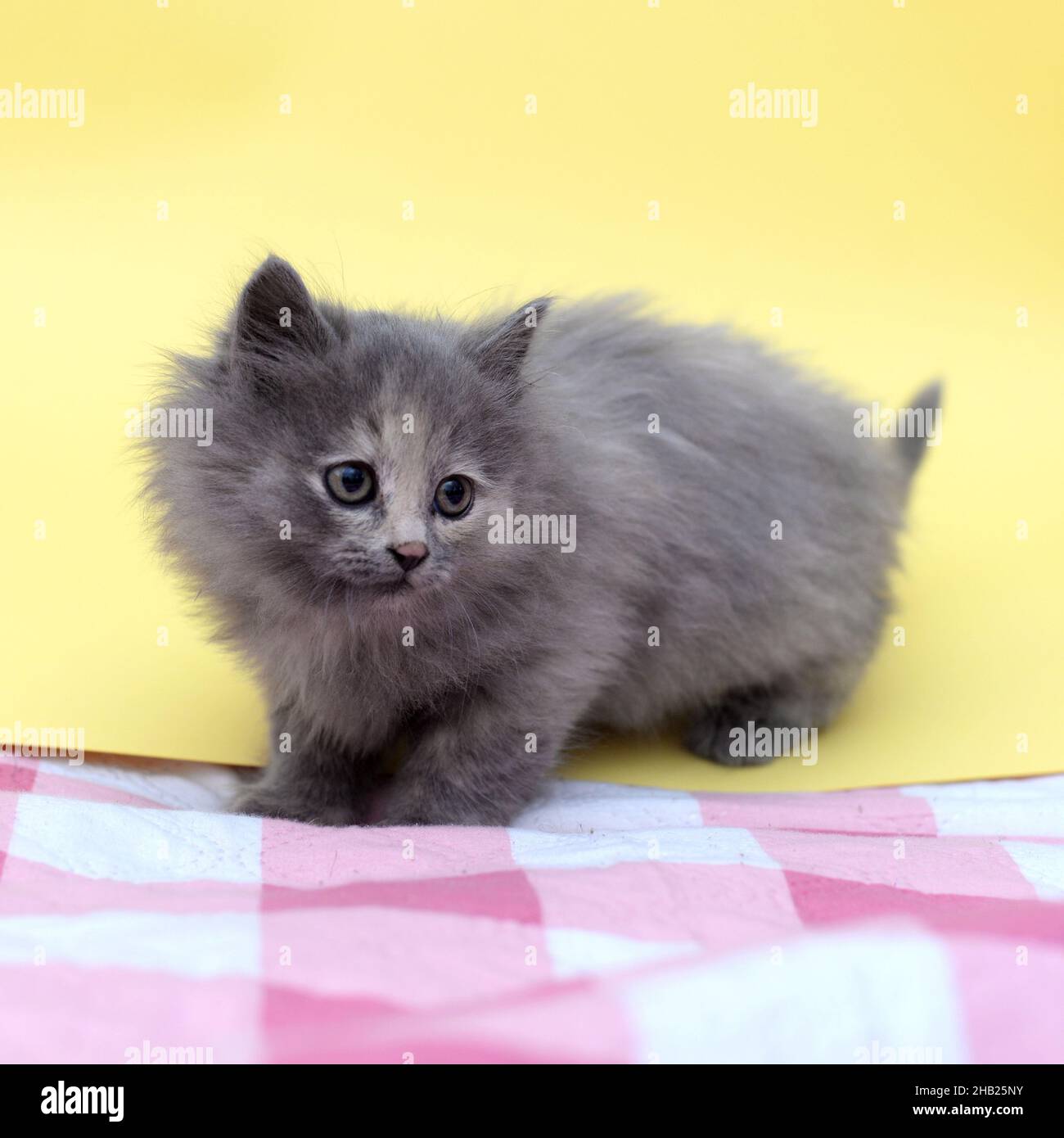 Mignon drôle belle pelucheuse gris chatte ft maison Banque D'Images