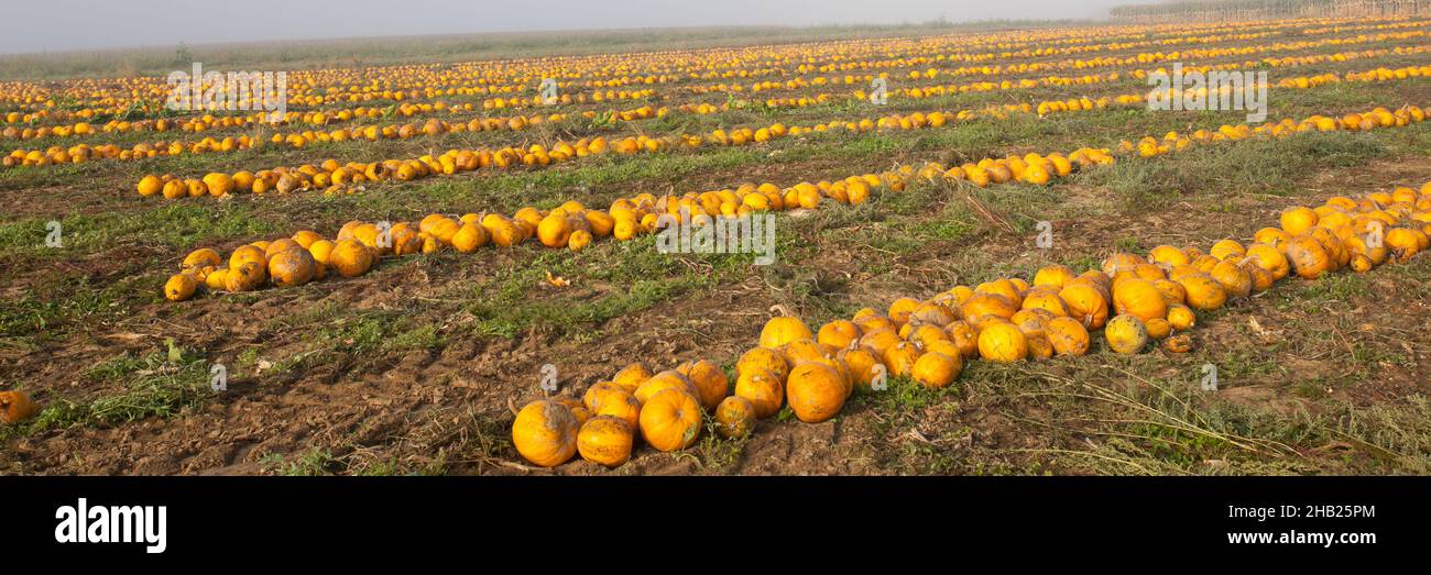 Citrouille, champ, ferme, ligne, série,Styrie, citrouilles, huile de graines de citrouille, jaune, rayures,terre, terre, marron, lignes, automnal,paysage, orange, mûr, Banque D'Images