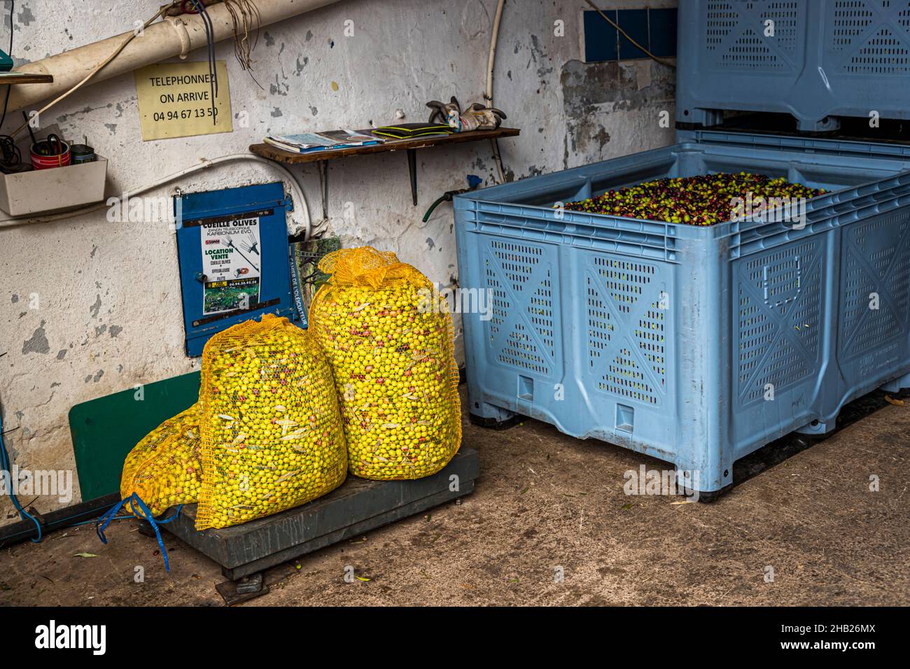 La saison de récolte des olives s'étend de début novembre à mars dans le département du Var en Provence. Les particuliers peuvent apporter leur petite récolte aux coopératives. Le Moulin de Saint-Cassien vend près de 100 pour cent de son pétrole directement à des particuliers, Draguignan, département du Var, Provence, France Banque D'Images