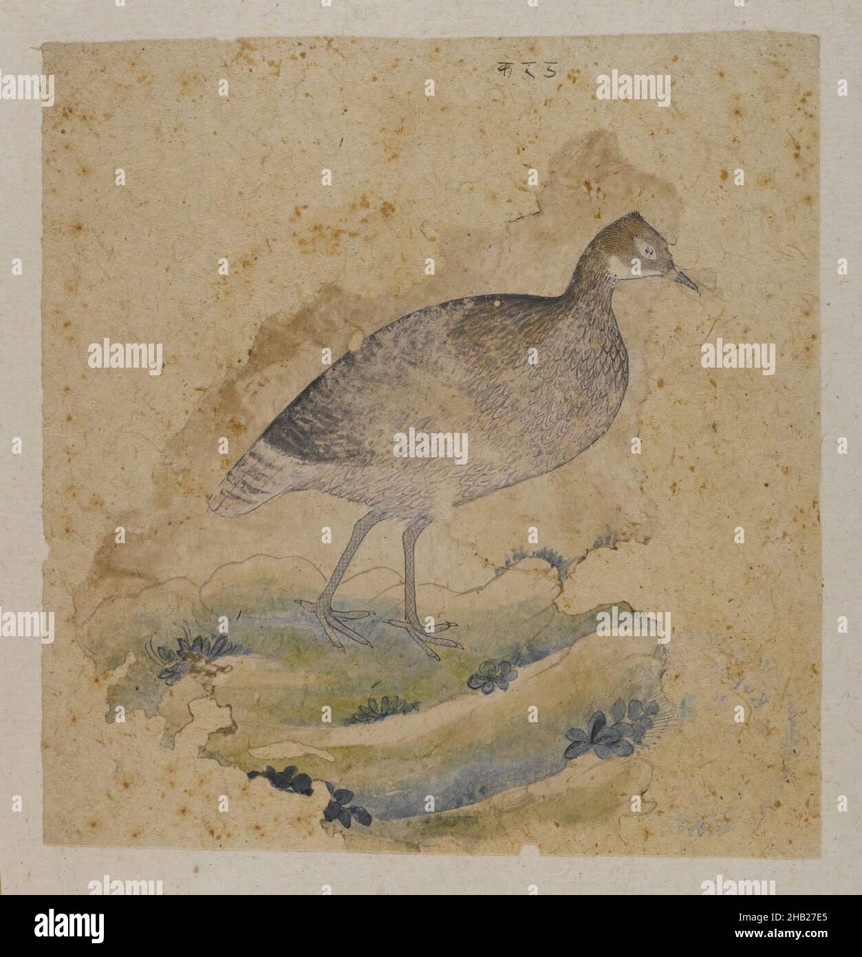 Un oiseau, peut-être un tétras, Indien, encre et couleur sur papier, ca.1760, feuille : 5 3/4 x 5 1/2 po, 14,6 x 14,0 cm Banque D'Images