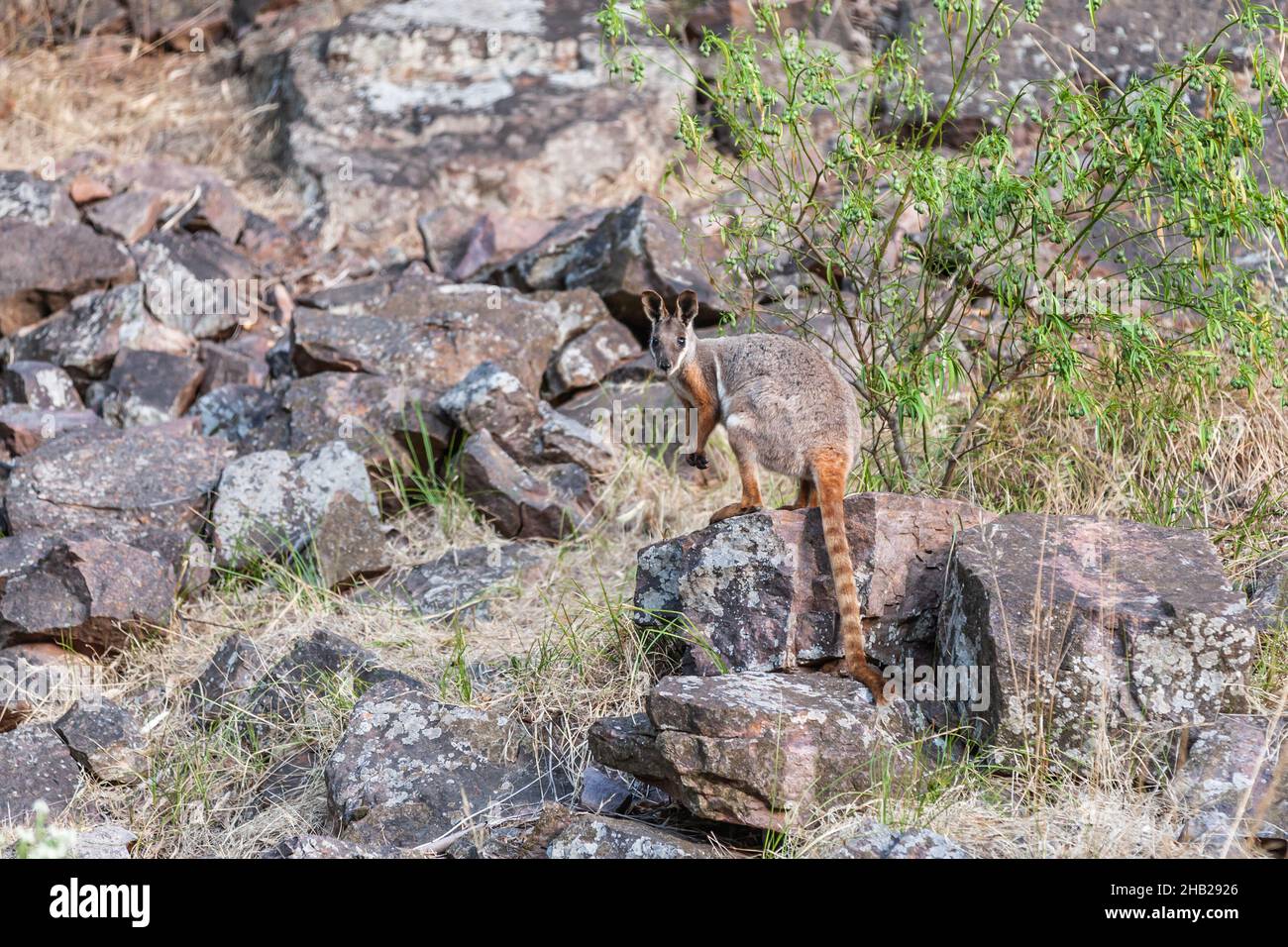 Gros plan d'un Wallaby sauvage à pieds jaunes avec une russet annelé et une queue en fourrure grise assise sur une formation rocheuse dans la chaîne des Warren gorge Flinders Ranges Banque D'Images