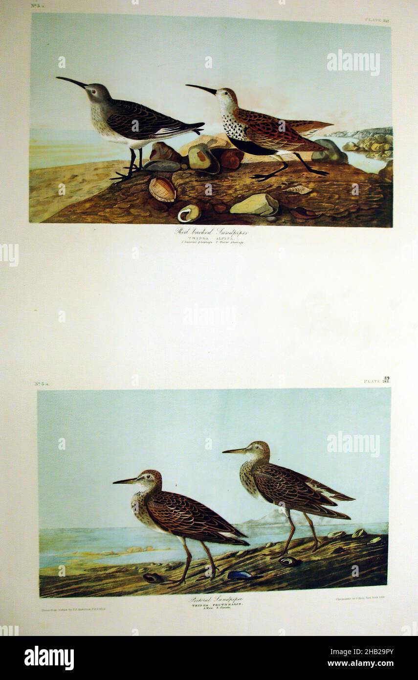 Sandpiper à dos rouge et Sandpiper pectoral, John James Audubon, américain, né en Haïti, 1785-1851,Chromolithographe, 1861, feuille : 40 x 27 1/8 po, 101,6 x 68,9 cm, animaux, oiseaux, plage, oiseaux,Faune, flore, illustration, histoire naturelle, nature,étude de la nature, océan, ornithologie, coquillages, rivage,rivage, eaux, terres humides Banque D'Images