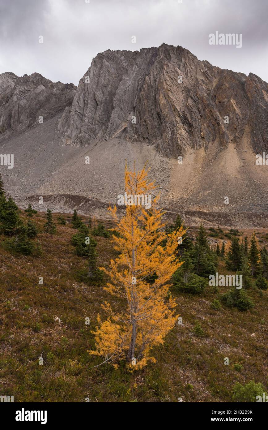 Mont Arethusa, Ptarmigan Cirque Trail en automne, Kananaskis, parc provincial Peter Lougheed, Alberta, Canada Banque D'Images