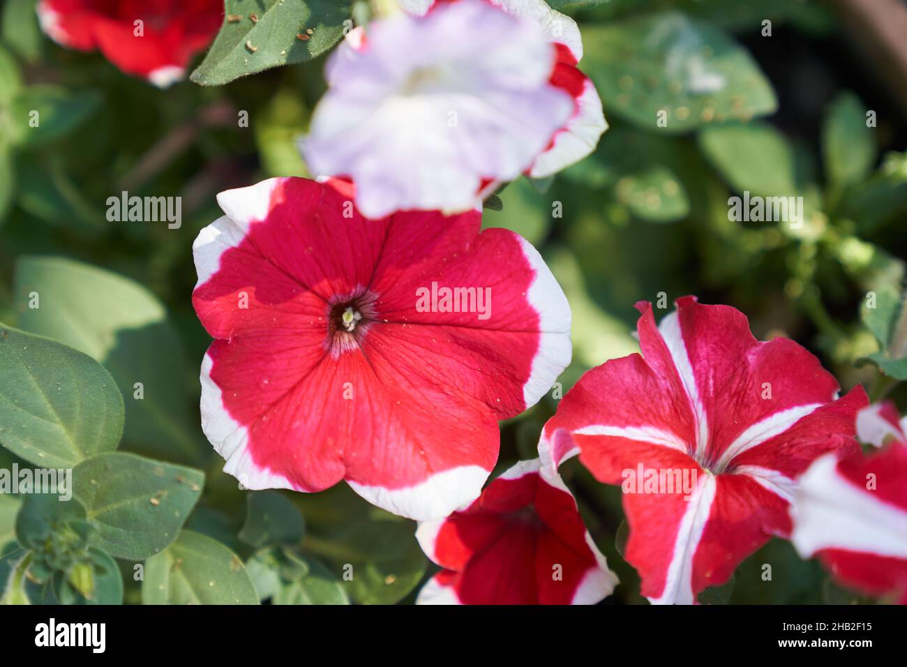 Beau jardin pétunia fleurs, rouge dans la nature macro.Espace pour la copie.Une image artistique aérée.Photo de haute qualité Banque D'Images