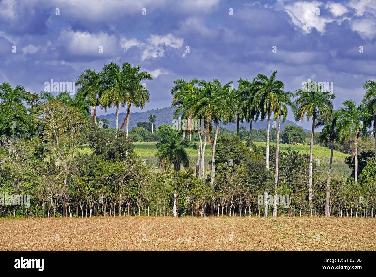 Terres agricoles et palmiers le long de la route centrale de Carretera / CC / Central, autoroute ouest-est, province de Sancti Spíritus sur l'île de Cuba, Caraïbes Banque D'Images