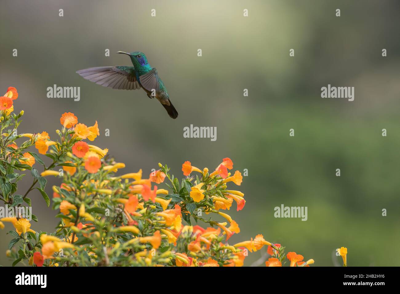 Oiseau-mouches vert Violetear à fleurs jaunes Banque D'Images