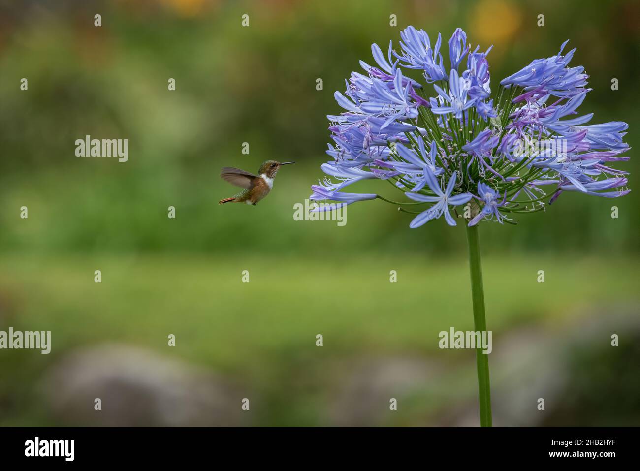 Petit colibri volcan volant, à la recherche de nectar Banque D'Images
