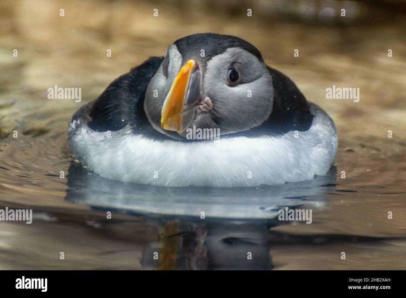 Un macareux tourbillonne dans l'eau Banque D'Images