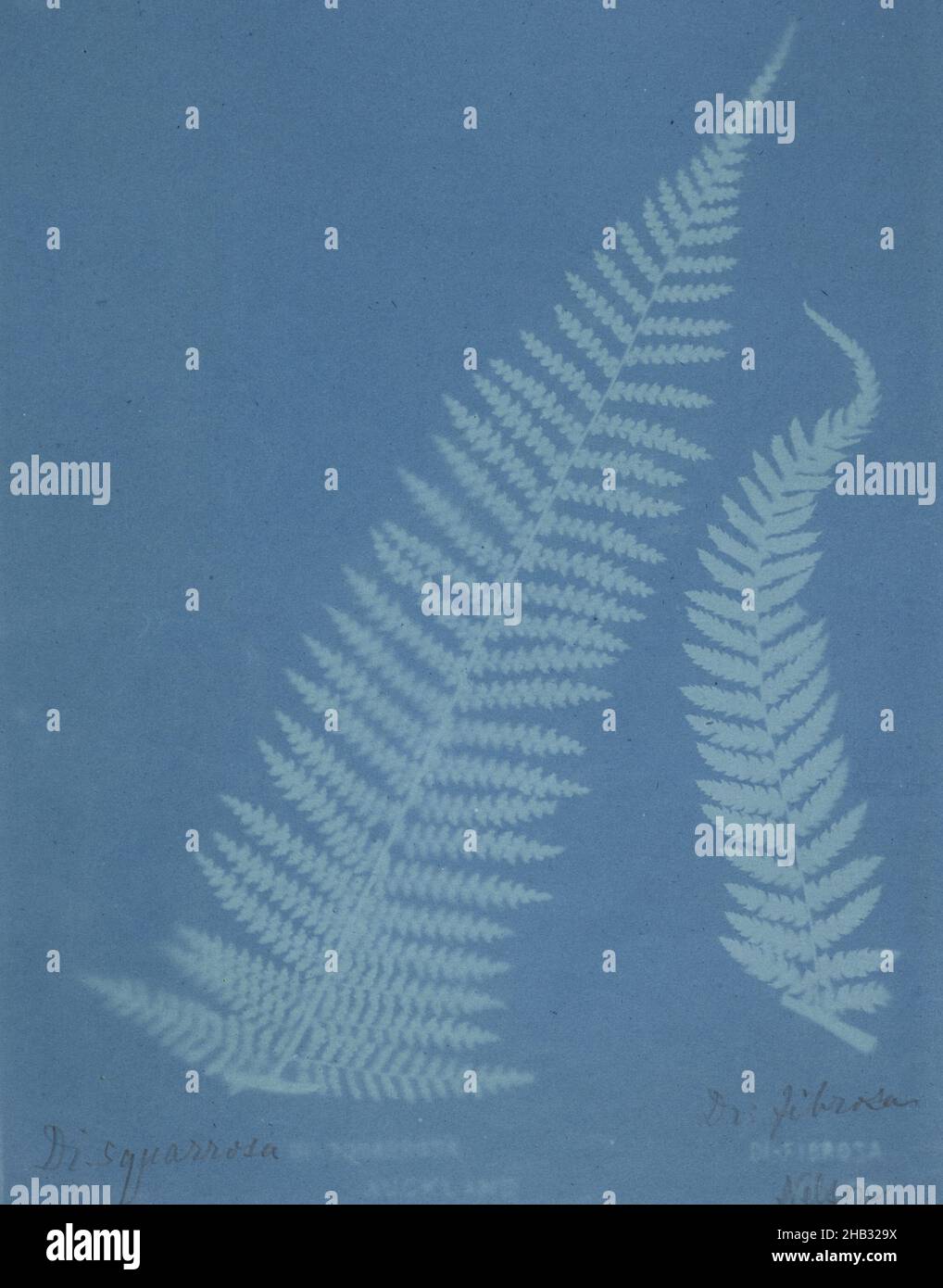 Dicksonia squarrosa, Auckland et Dicksonia Fibrosa, Nelson.De l'album: New Zealand fougs.167 variétés, Eric Craig, fabricant/artiste, 1888, Auckland,processus blueprint Banque D'Images
