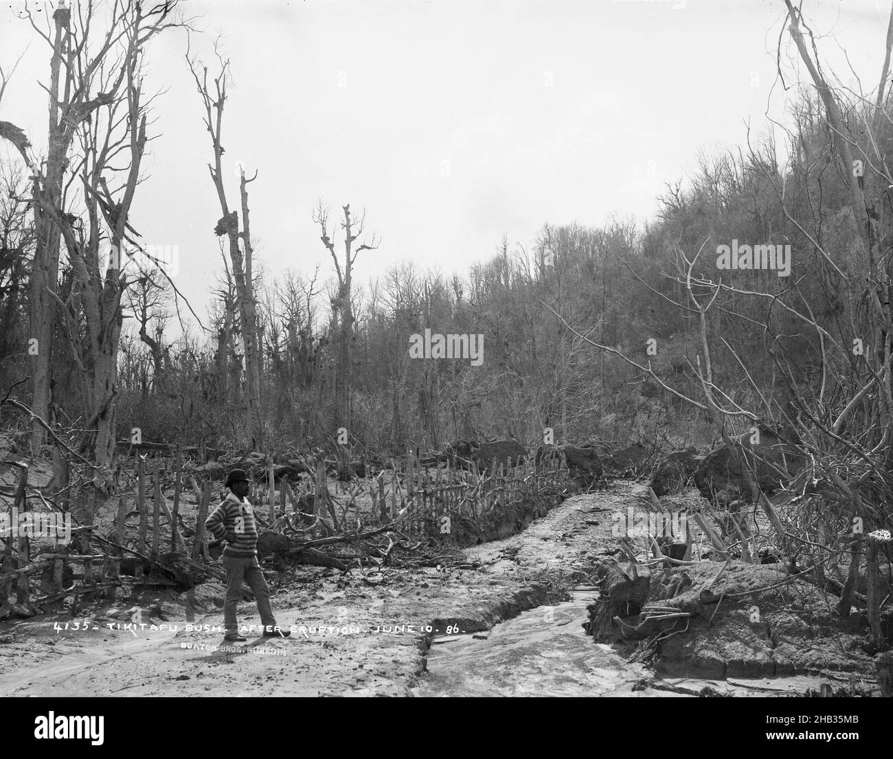 Tikitapu bush, après l'éruption juin 10 1886, Burton Brothers studio, studio de photographie, 1886, Nouvelle-Zélande,Photographie en noir et blanc, Homme en jersey rayé sur la gauche Banque D'Images
